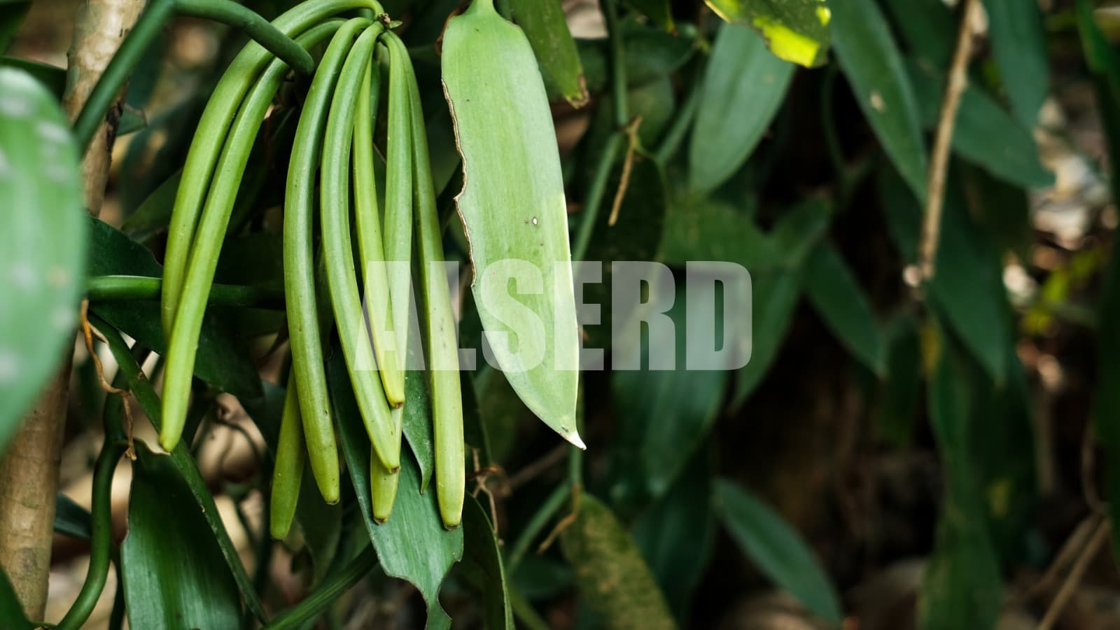 Vanilla Products